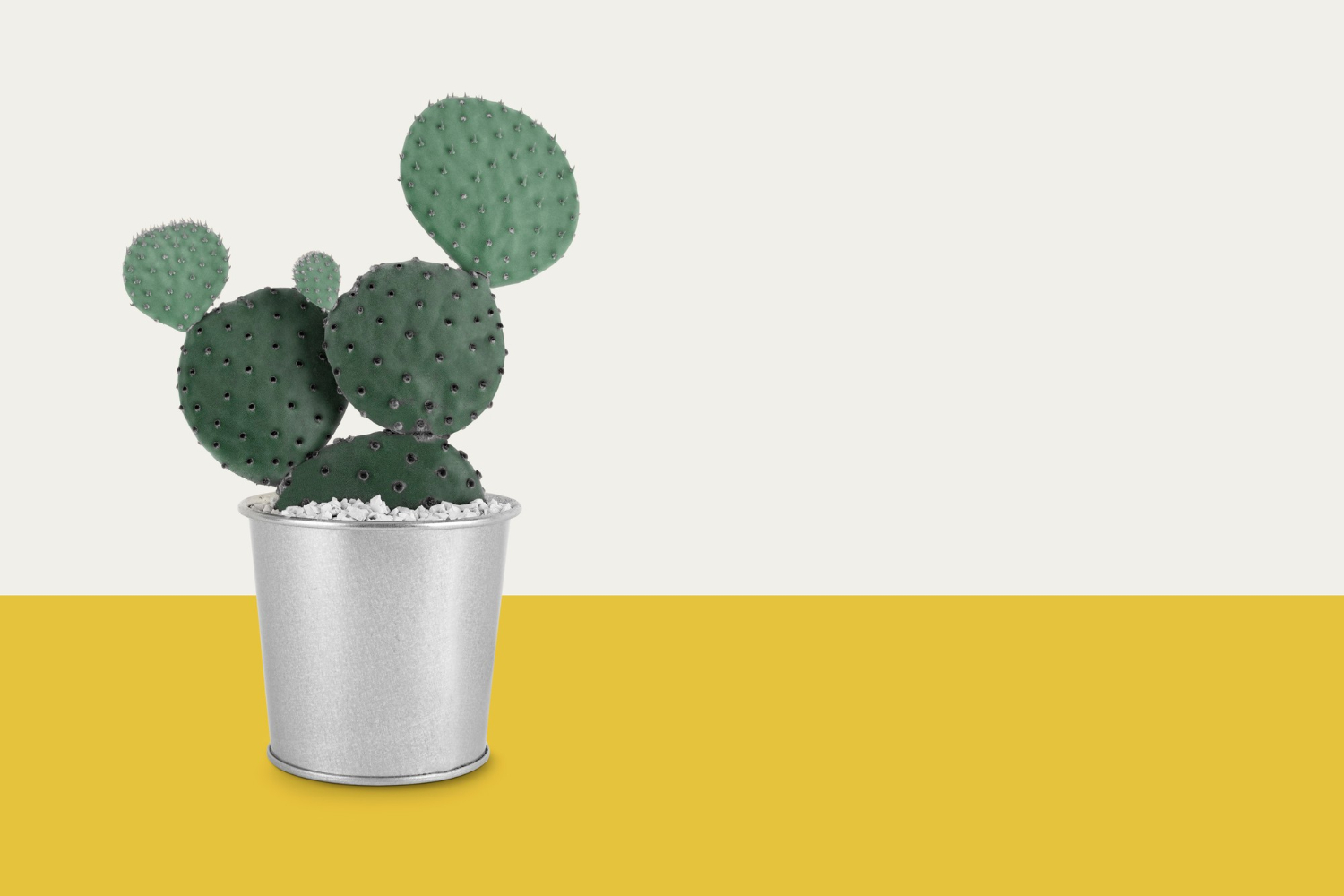 Egzotyczny kaktus w domu